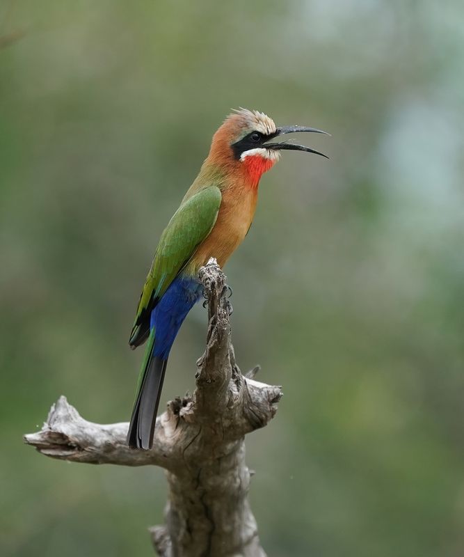 Roodkeelbyvreter / White-fronted Bee-eater