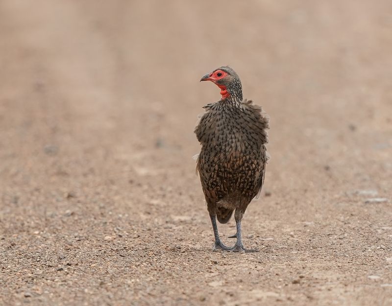 Bosveldfisant / Swainsons Spurfowl
