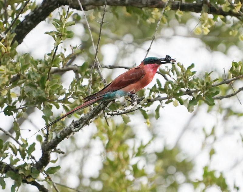 Rooiborsbyvreter / Southern Carmine Bee-eater