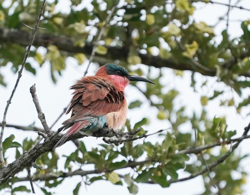 Rooiborsbyvreter / Southern Carmine Bee-eater