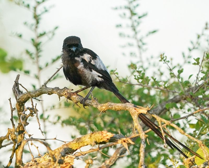 Langstertlaksman / Magpie Shrike