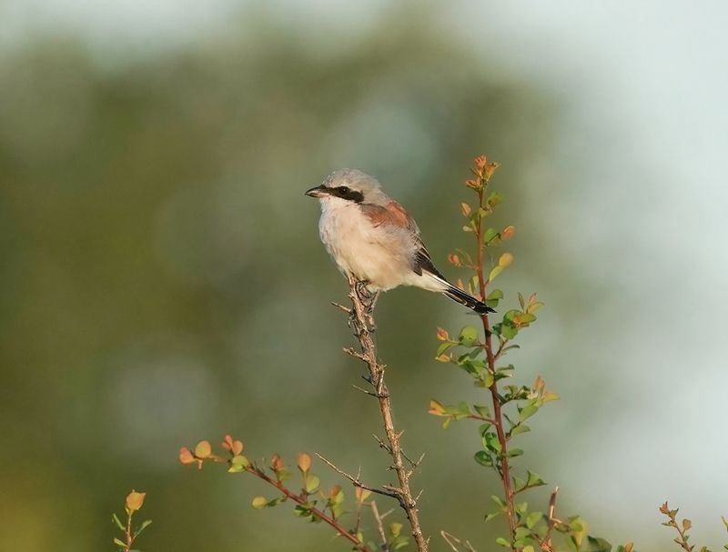 Rooiruglaksman / Red-backed Shrike