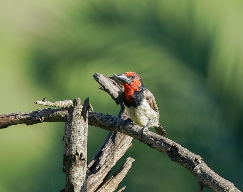 Rooikophouthakker / Black-collared Barbet