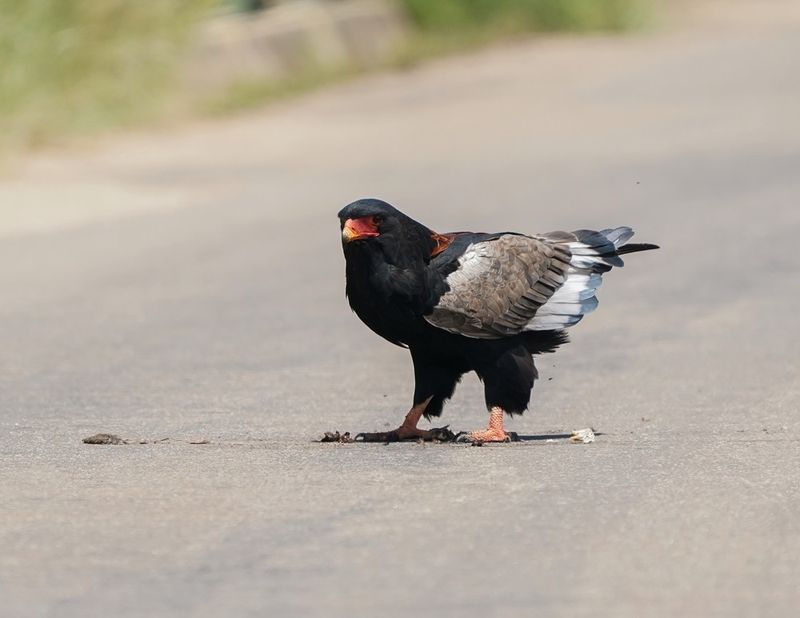 Berghaan / Bateleur