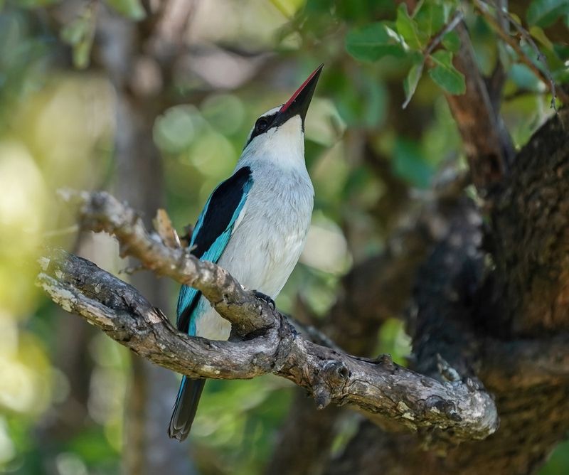Bosveldvisvanger / Woodland Kingfisher