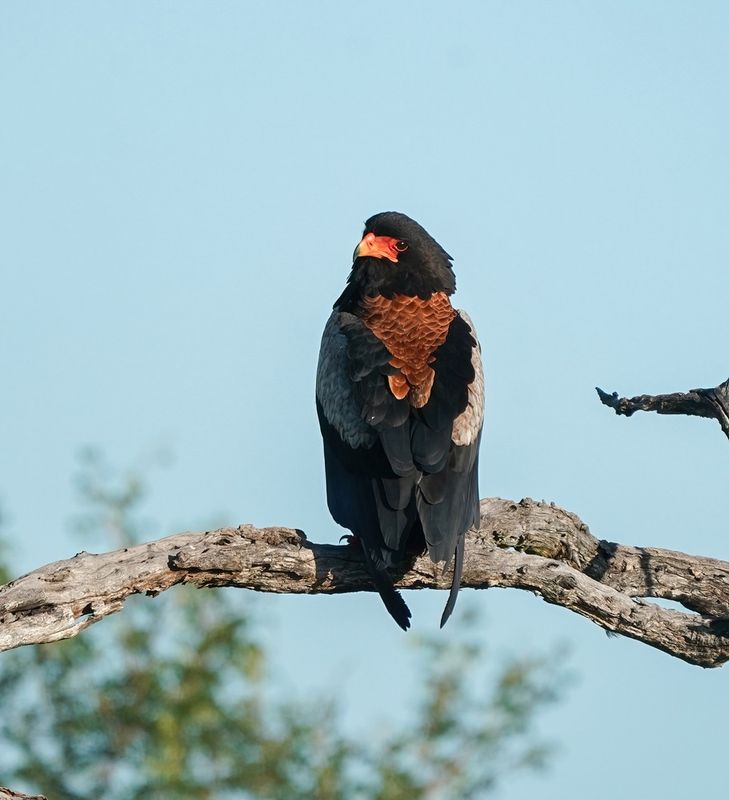 Berghaan / Bateleur