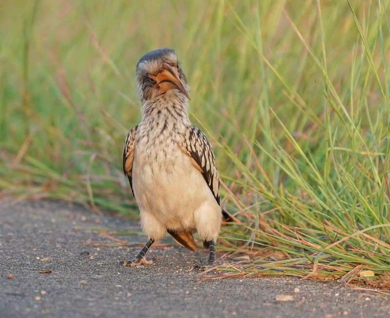 Geelbekneushoringvoël / Southern Yellow-billed Hornbill