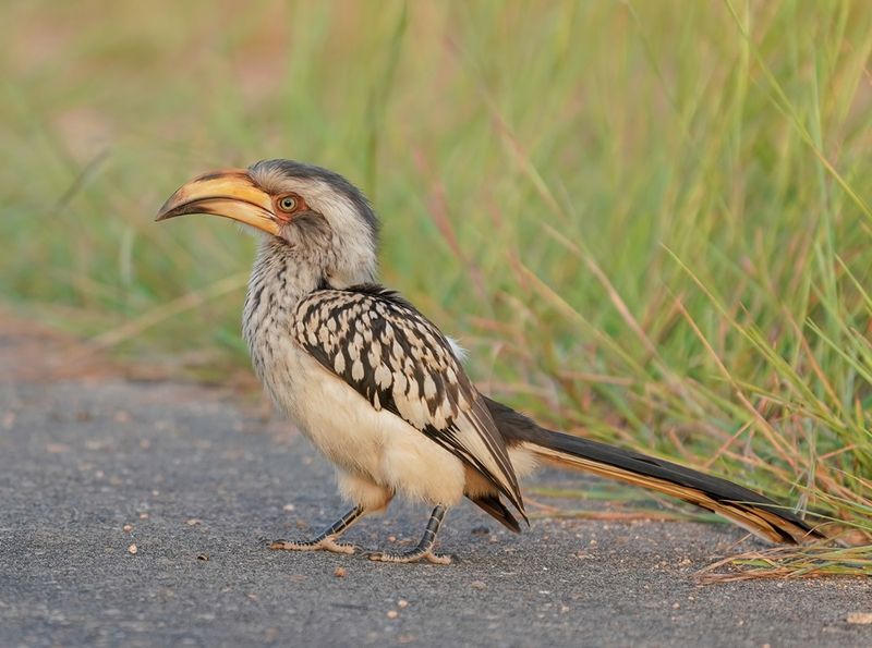 Geelbekneushoringvoël / Southern Yellow-billed Hornbill