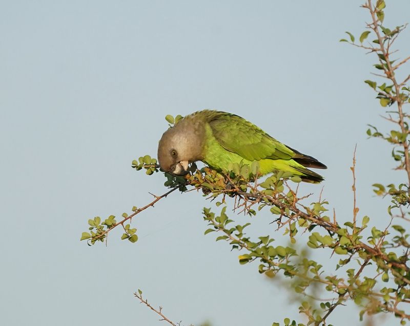 Savannepapegaai / Brown-headed Parrot