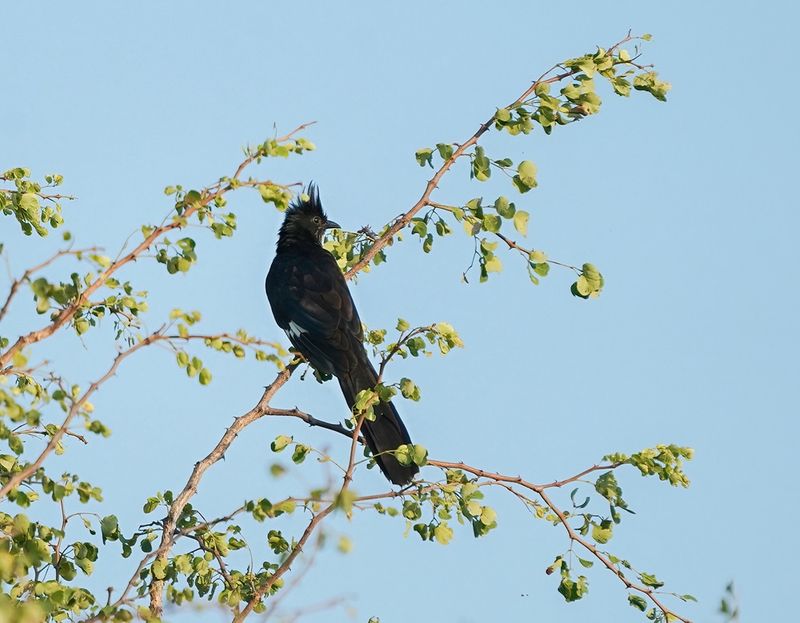 Gestreepte Nuwejaarsvoël / Levaillants Cuckoo