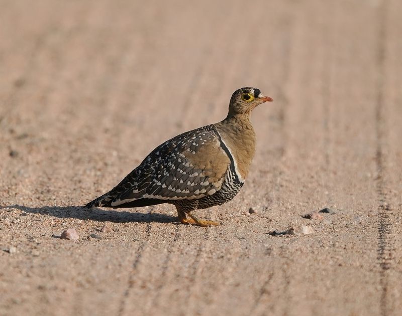 Dubbelband-sandpatrys / Double-banded Sandgrouse