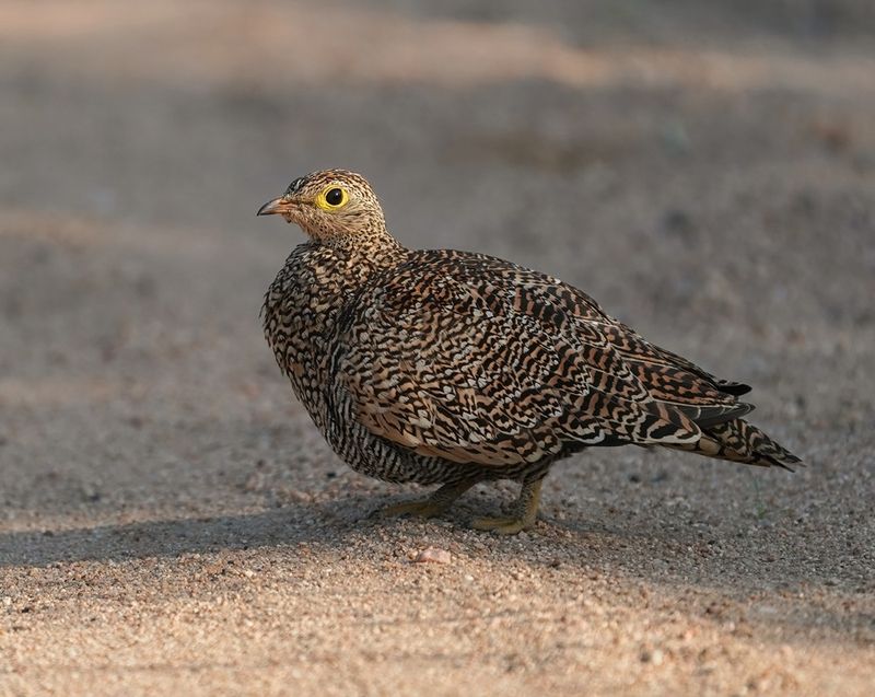 Dubbelband-sandpatrys / Double-banded Sandgrouse