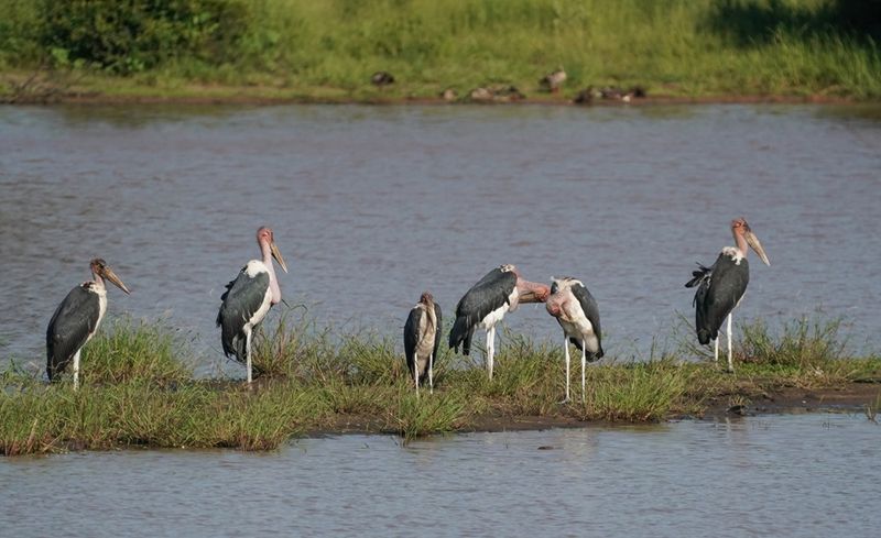 Maraboe / Marabou Stork