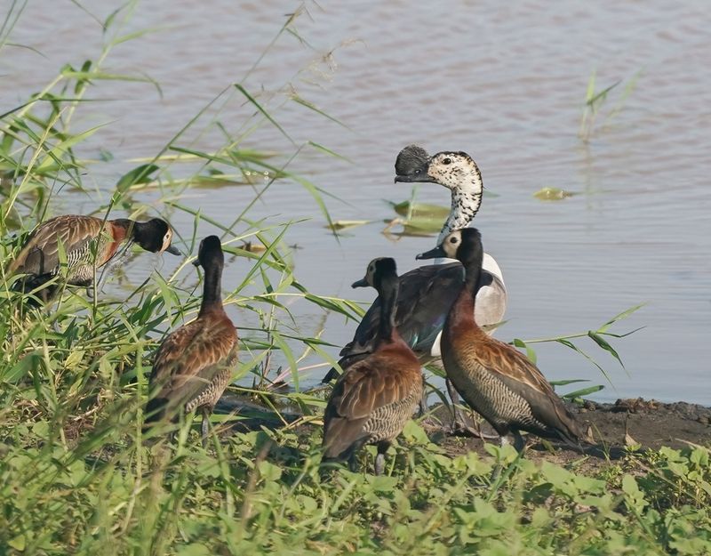 Knobbeleend & Nonnetjie-eend / Knob-billed Duck & White-faced Whistling Duck
