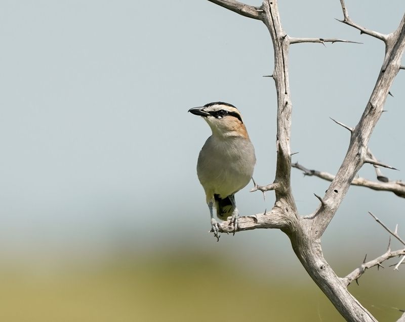Rooivlerktjagra / Black-crowned Tchagra