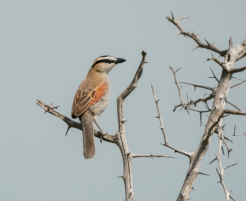 Rooivlerktjagra / Black-crowned Tchagra
