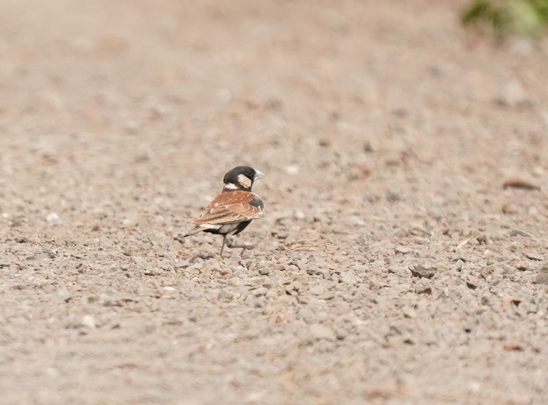 Rooiruglewerik / Chestnut-backed Sparrow-Lark