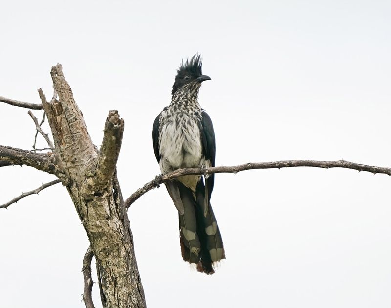 Gestreepte Nuwejaarsvoël / Levaillants Cuckoo