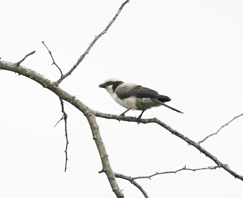 Kremetartlaksman / Southern White-crowned Shrike