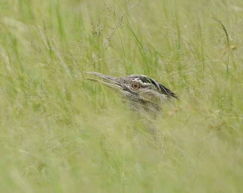 Gompou / Kori Bustard