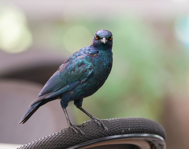 Kleinglansspreu / Cape Glossy Starling