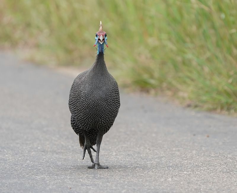 Gewone Tarentaal / Helmeted Guineafowl