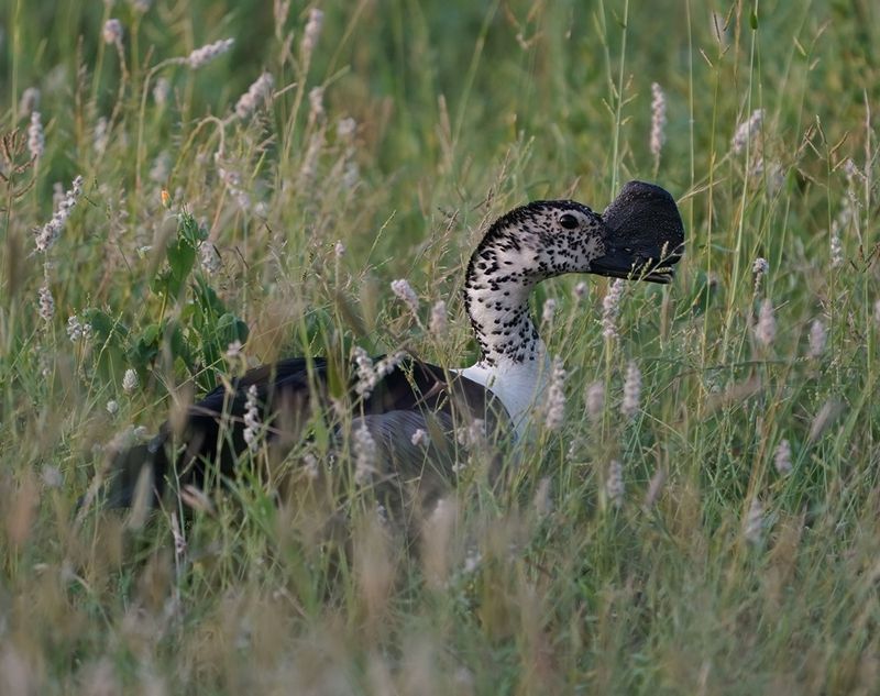 Knobbeleend / Knob-billed Duck