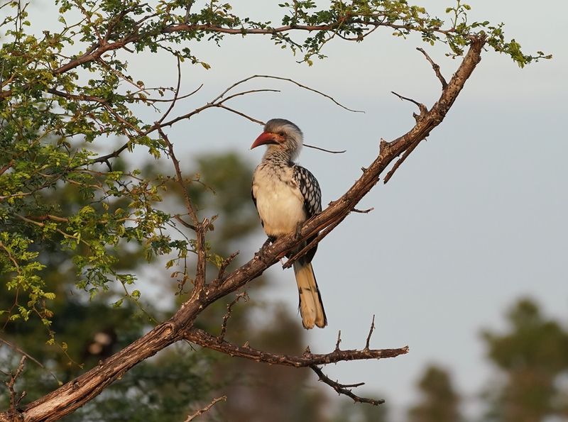 Rooibekneushoringvoël / Southern Red-billed Hornbill