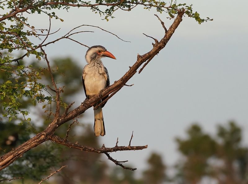Rooibekneushoringvoël / Southern Red-billed Hornbill
