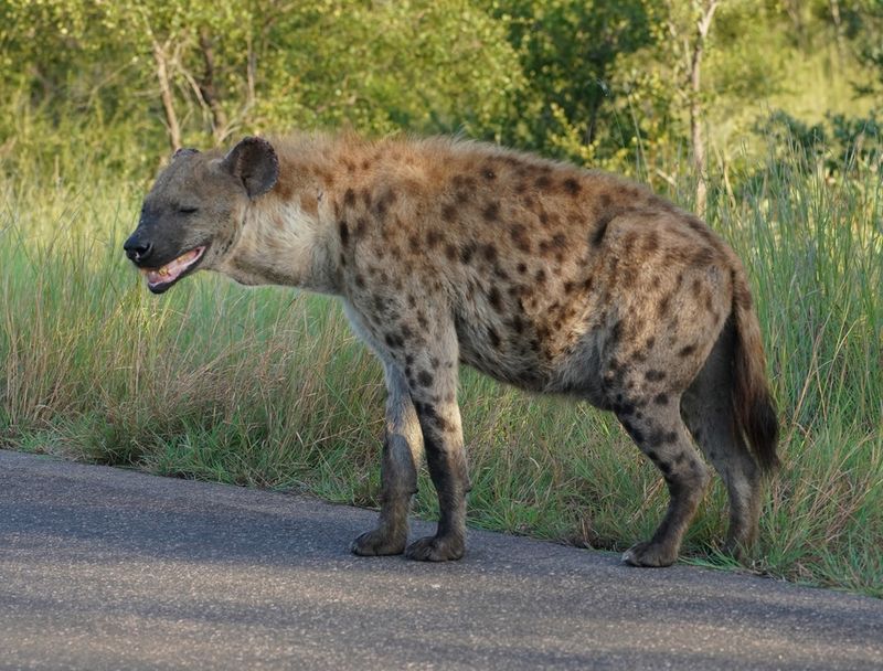 Gevlekte Hiëna / Spotted Hyena