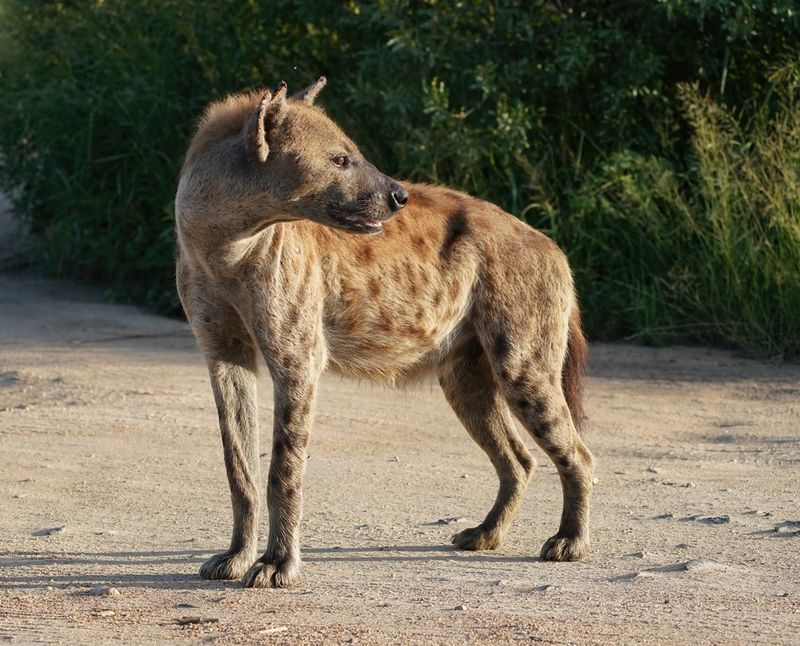 Gevlekte Hiëna / Spotted Hyena