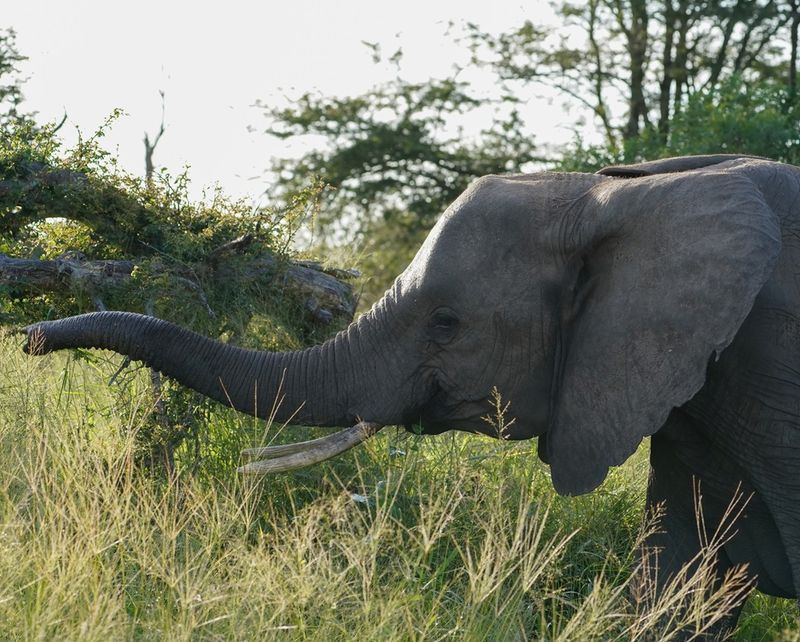 Savanne-olifant / African Elephant