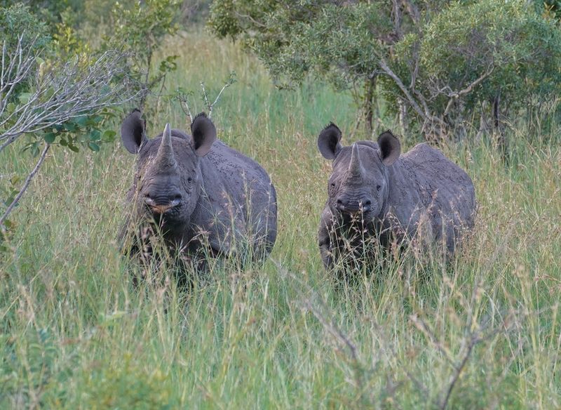 Swartrenoster / Black Rhino