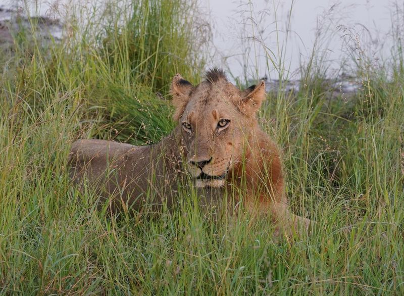 Leeu / Lion