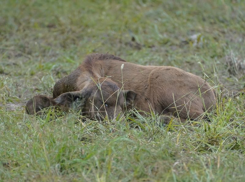 Buffel / African Buffalo