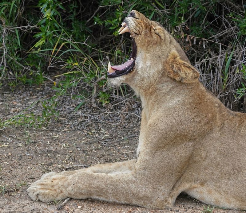 Leeu / Lion