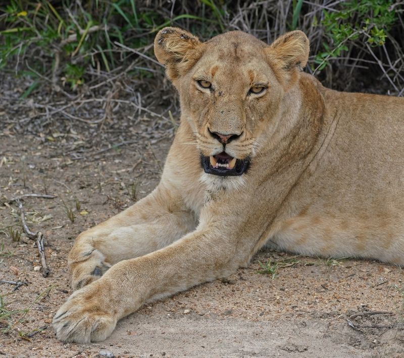 Leeu / Lion