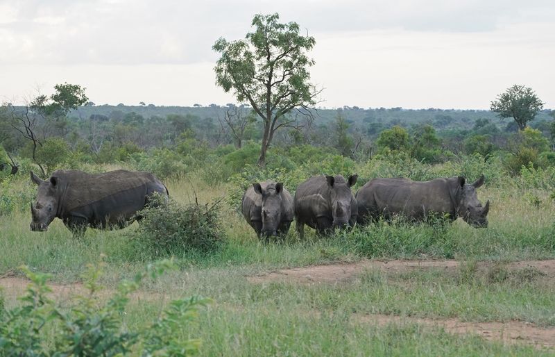 Witrenoster / White Rhino