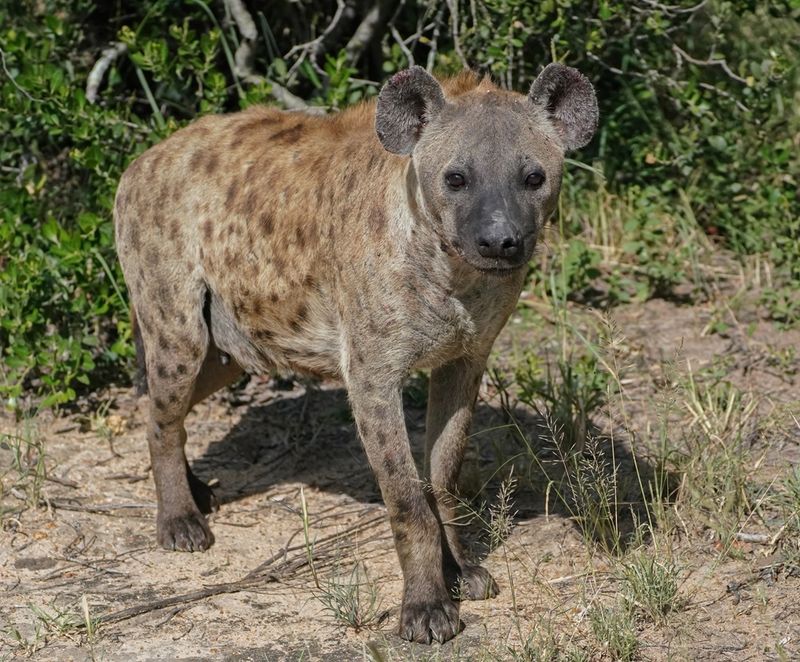 Gevlekte Hiëna / Spotted Hyena