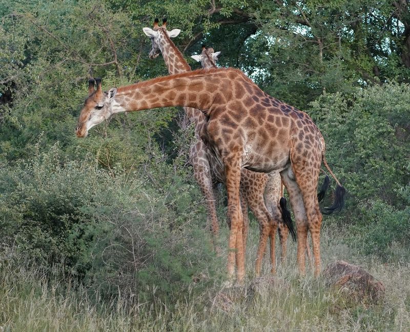 Kameelperd / Giraffe