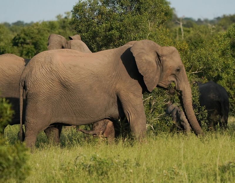 Savanne-olifant / African Elephant