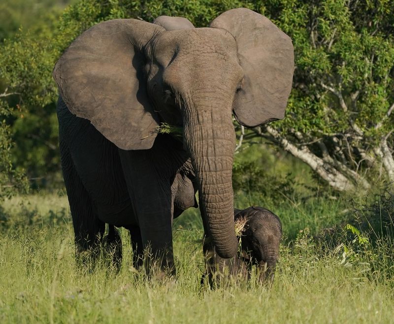 Savanne-olifant / African Elephant