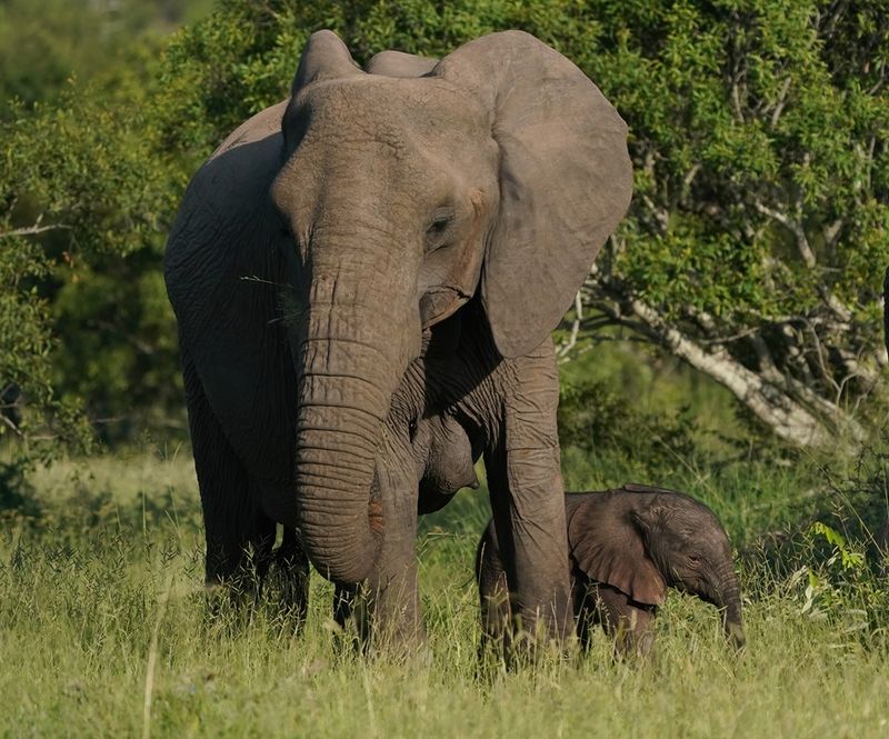 Savanne-olifant / African Elephant