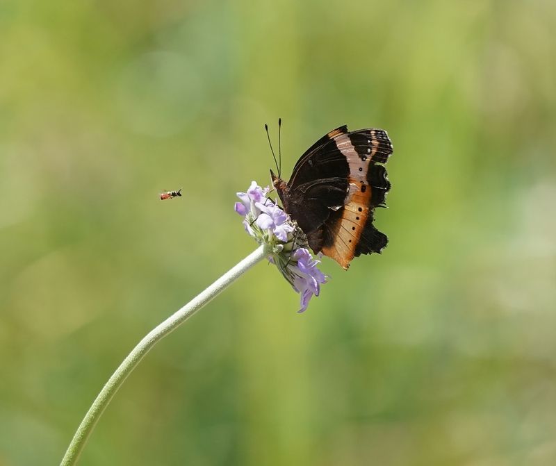 Rotsblaarvlerk / Garden Inspector