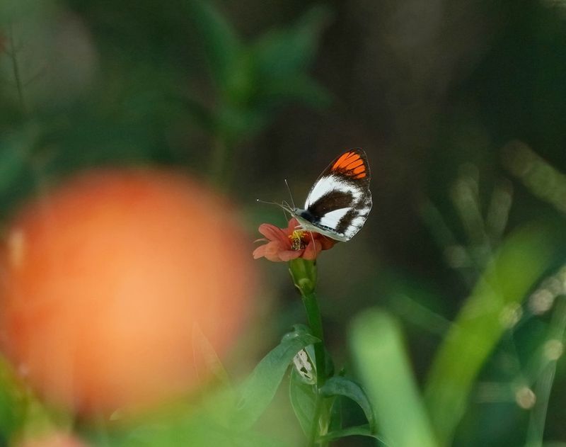 Donker Oranjepuntjie / Southern Round-winged Orange Tip