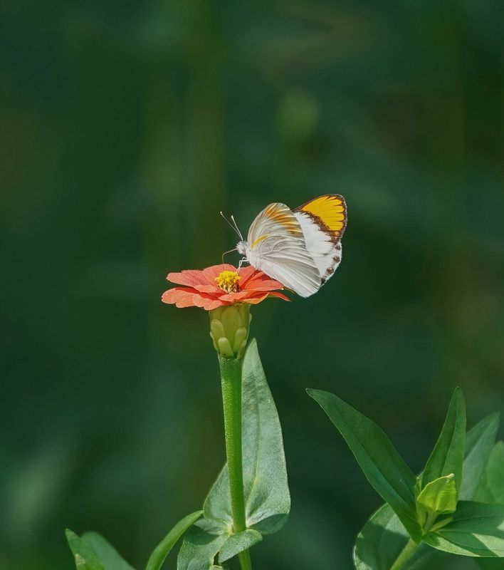 Oranjepuntjie / African Orange Tip
