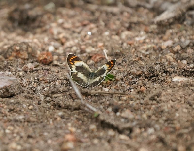 Rooipuntjie / Southern Red Tip