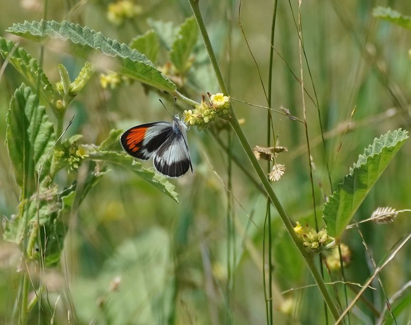Klein Oranjepuntjie / African Small Orange Tip