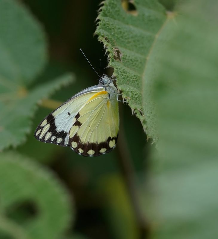 Afrikaanse Gewone Witjie / Southern African Caper White