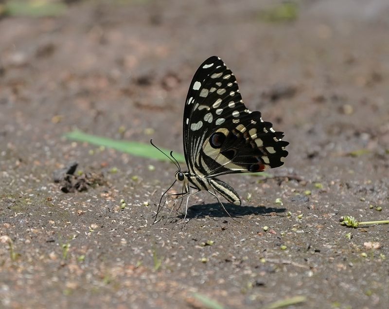 Lemoenskoenlapper / Citrus Swallowtail